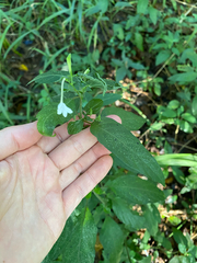 (c) Sunčana Bradley, some rights reserved (CC BY) Rhinacanthus gracilis, photograph (c) Sunčana Bradley, some rights reserved (CC BY)
