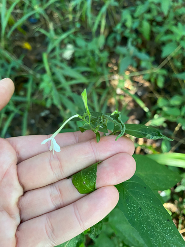 Rhinacanthus gracilis, photograph 5