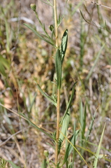Symphyotrichum spathulatum