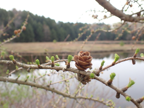 Tamarack (Larix laricina)