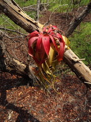 Tillandsia roland-gosselinii