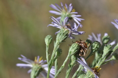 Symphyotrichum spathulatum