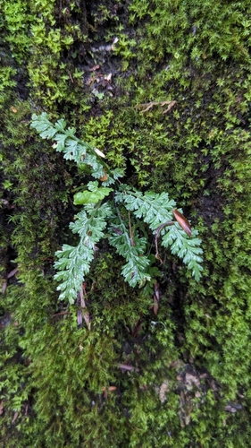 Image of Beijing spleenwort by (c) 許文俊, some rights reserved (CC BY-SA)