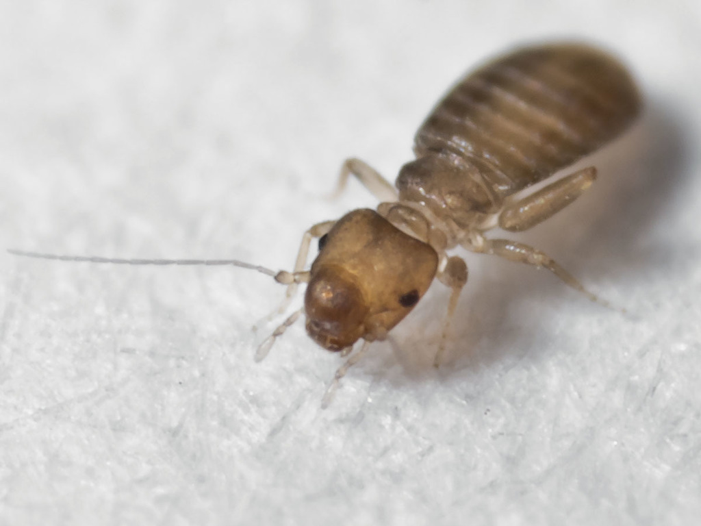 Domestic Booklice