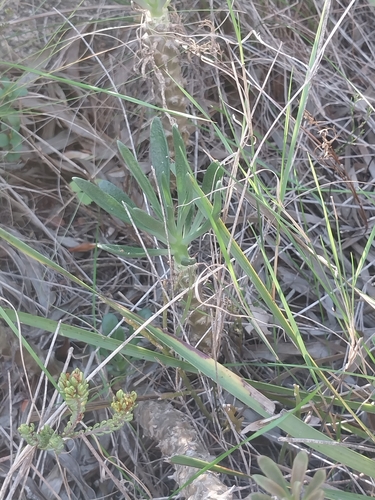 Grand Butterbush (Tylecodon grandiflorus)