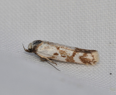 Palimmeces variegata