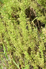 Helichrysum petiolare
