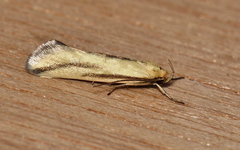 Corynotricha antipodella