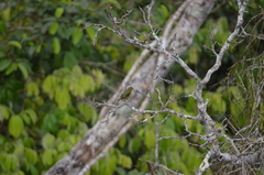 Euphonia chrysopasta