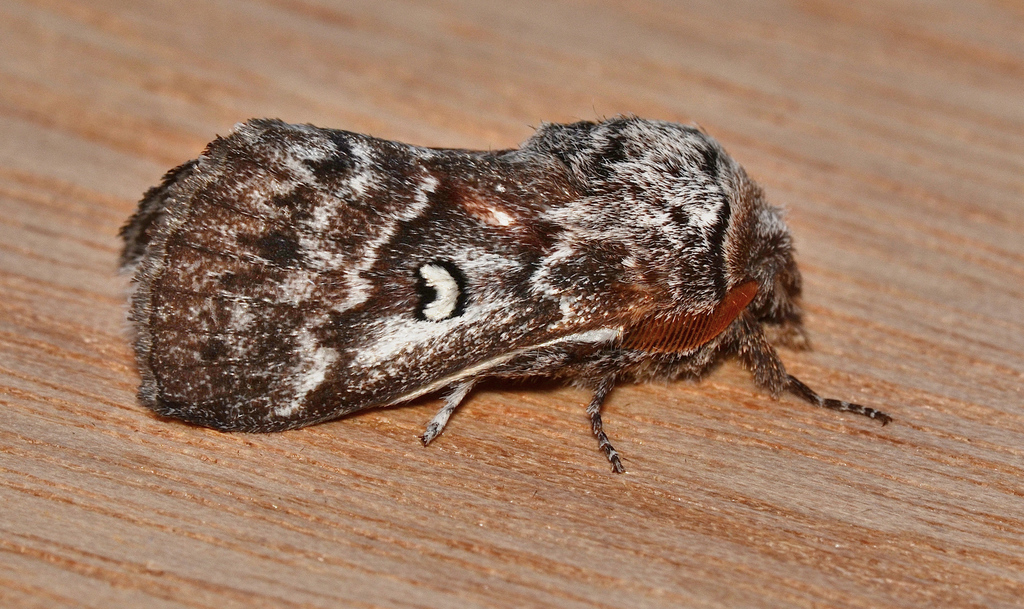 Porela albifinis