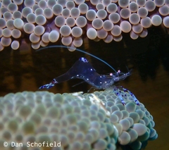 Ancylomenes sarasvati