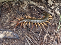 Scolopendra dehaani