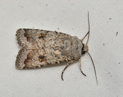 Proteuxoa amaurodes