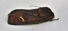 Proteuxoa bistrigula