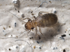 Lepinotus