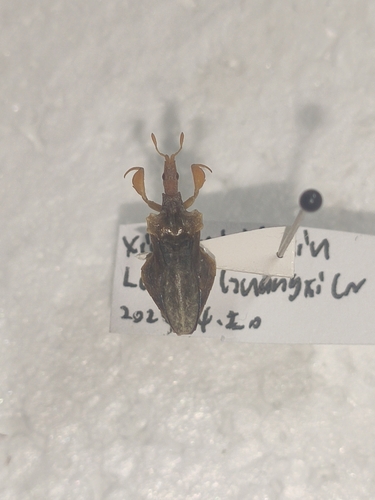 Glossopelta tridens