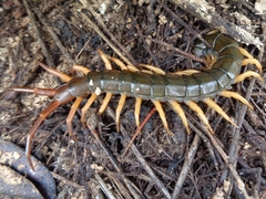 Scolopendra dehaani