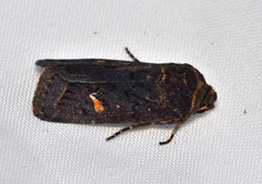 Proteuxoa cinereicollis