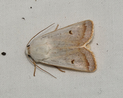 Proteuxoa cyanoloma