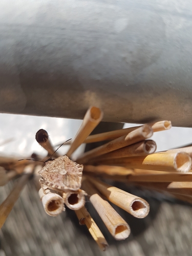 Halyomorpha halys