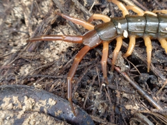 Scolopendra dehaani
