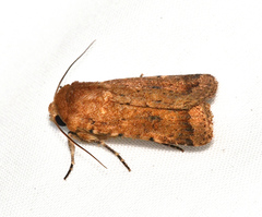 Proteuxoa porphyrescens
