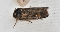 Proteuxoa restituta