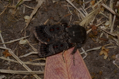 Proteuxoa rubripuncta