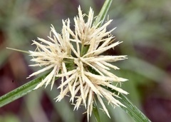 Hemispheric Flatsedge (Cyperus hemisphaericus)