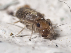 Lepinotus