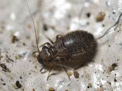 Lepinotus