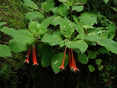 Fuchsia fulgens