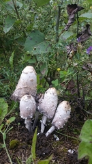 Coprinus comatus