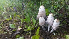 Coprinus comatus