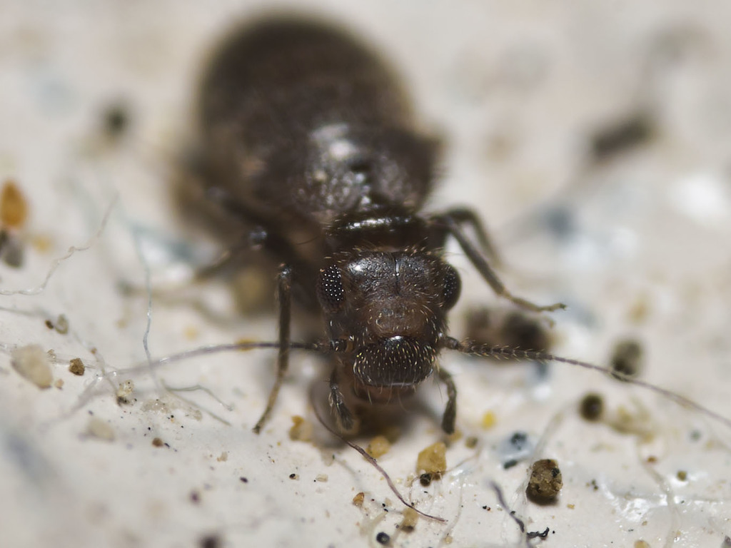 Lepinotus