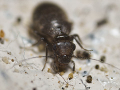 Lepinotus