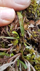 Notogrammitis angustifolia nothofageti