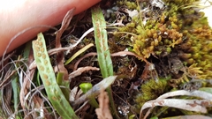 Notogrammitis angustifolia nothofageti