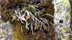 Notogrammitis angustifolia nothofageti