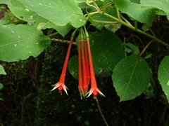 Fuchsia fulgens