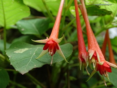 Fuchsia fulgens