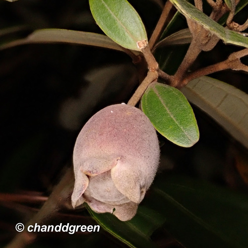 Rhodomyrtus tomentosa