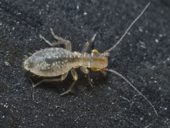 Trogium pulsatorium