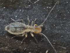 Trogium pulsatorium