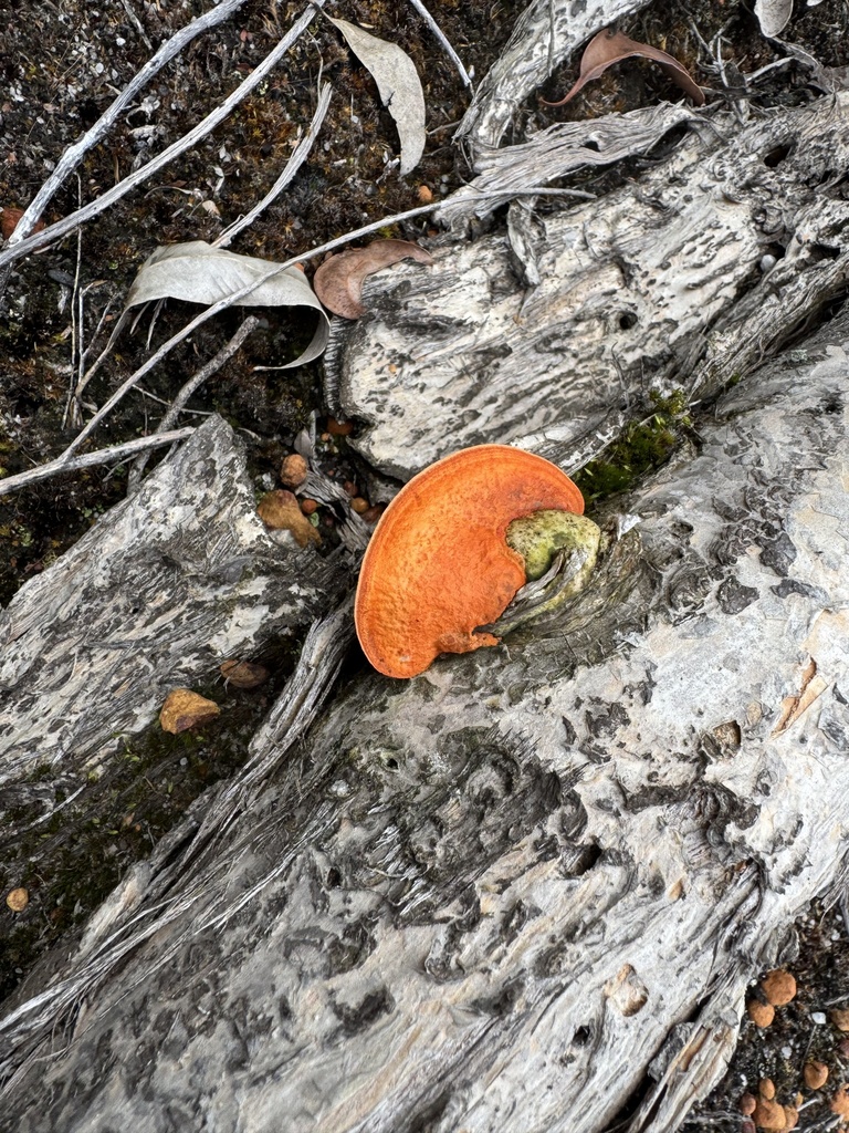 Trametes coccinea · April 2025 · photo: © sunshiney_tyler (iNaturalist, cc-by)