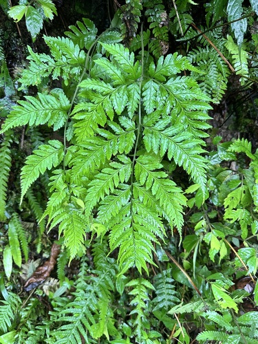 Dryopteris sparsa iNat (2)