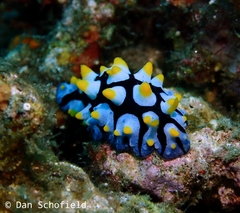 Phyllidia picta