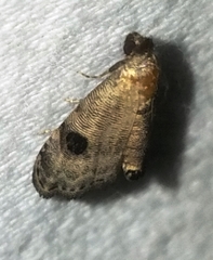 Abablemma brimleyana