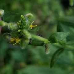 Rhopalomyia anthophila