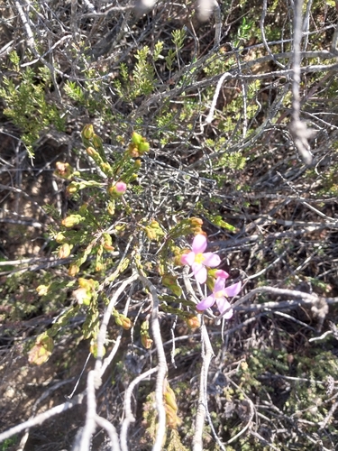 Image of Lachnaea grandiflora by (c) De Waal Hugo, some rights reserved (CC BY)